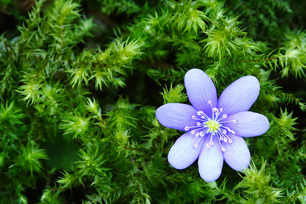 Hepatica stock photo