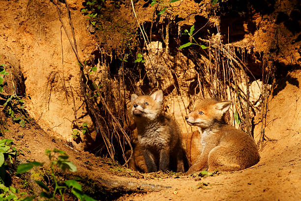 Cute red fox pups stock photo