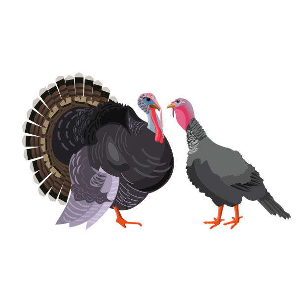 233 Wild Turkey Illustrations & Clip Art - iStock | Wild turkey hunting,  Wild turkey silhouette, Strutting wild turkey