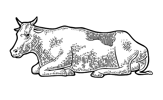 Cow. Vintage vector engraving illustration