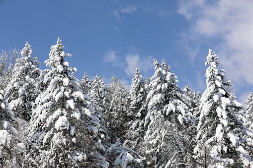 Beautiful panorama of blue sky over a snowy tree forest.(Korea)