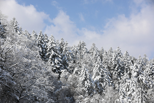 Beautiful panorama of blue sky over a snowy tree forest.(Korea)