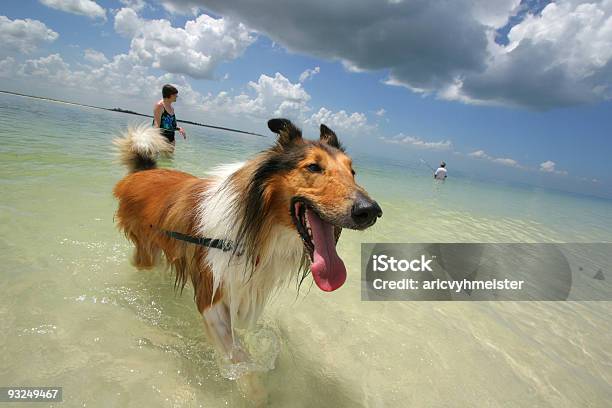 Dog In Ocean Stock Photo - Download Image Now - Tampa, Florida - US State, Dog