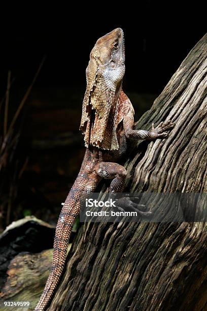 Frilled Lizard Ausschnitt Stockfoto und mehr Bilder von Australien - Australien, Australisches Buschland, Australisches Hauptstadtterritorium