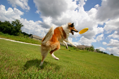 A Mini Australian Shepherd catches a flying disc in a park