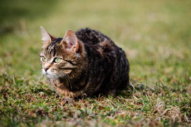 istock The cat walks in the fresh air 932496654