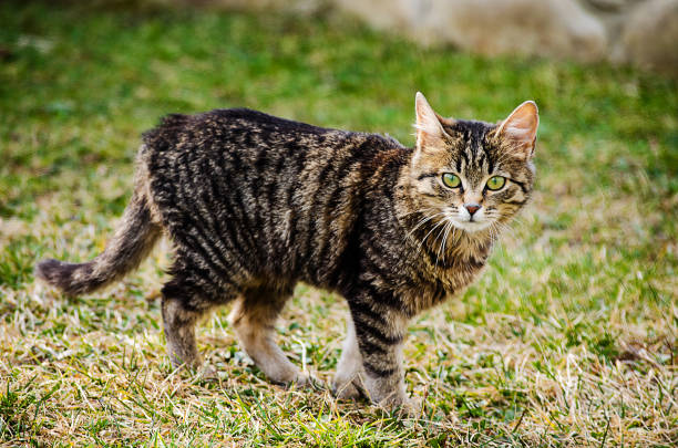 istock The cat walks in the fresh air 932496718