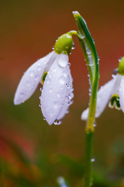 istock Small white snow-covered snow-covered flowers 932496944
