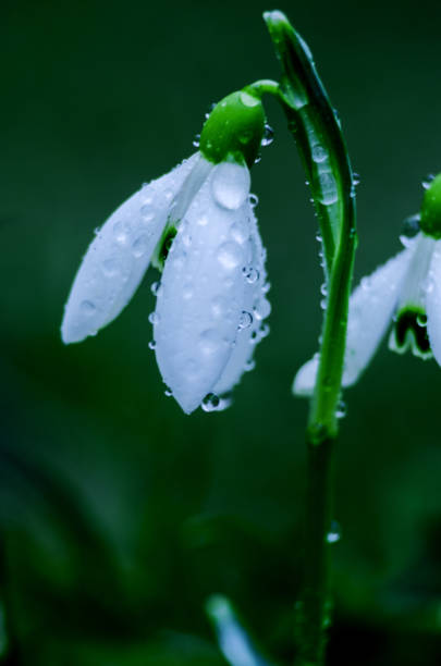 istock Small white snow-covered snow-covered flowers 932496988