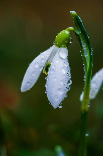 istock Small white snow-covered snow-covered flowers 932497012