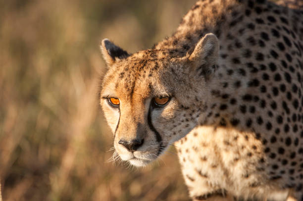 A cheetah sitting on the sand with desert landscape in the background, Namibia.
