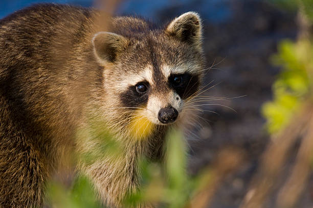 Raccoon Hide Stock Photos, Pictures & Royalty-Free Images - iStock