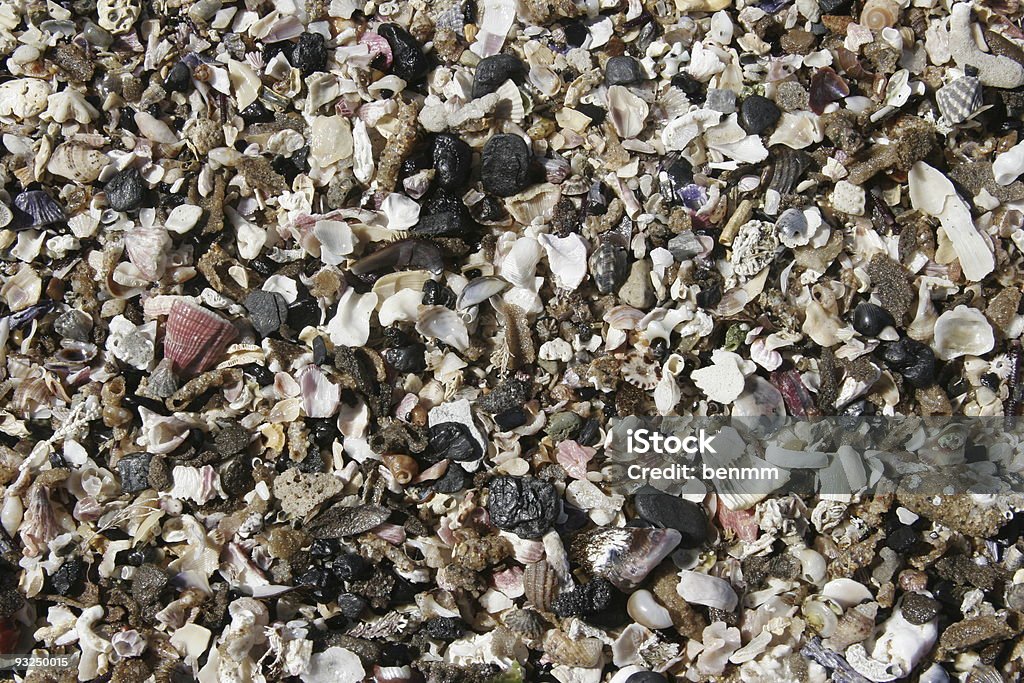 Animal Texture Shell Shell Texture Stock Photo - Download Image Now - Animal Shell ...