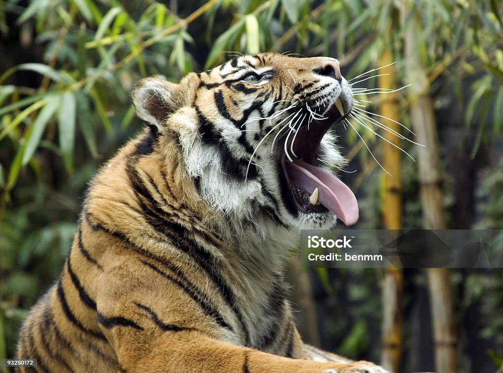 Roar - Royalty-free Agressão Foto de stock