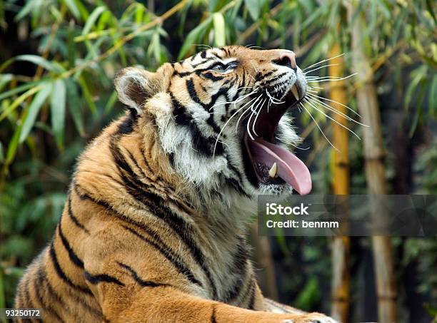 Roar - Fotografias de stock e mais imagens de Agressão - Agressão, Animais caçando, Animal