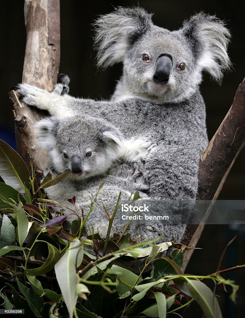 Mignon des koalas - Photo de Koala libre de droits