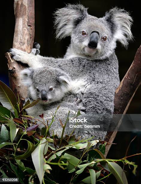 Photo libre de droit de Mignon Des Koalas banque d'images et plus d'images libres de droit de Koala - Koala, Australie, Eucalyptus