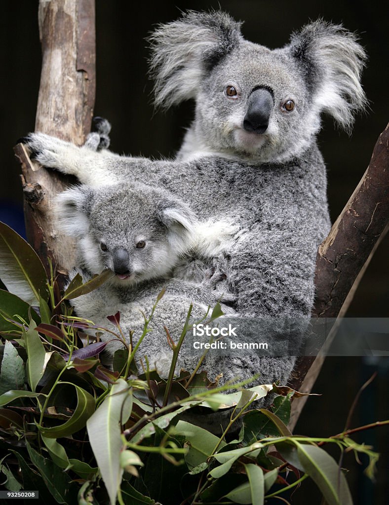 Fofos coalas - Foto de stock de Coala royalty-free