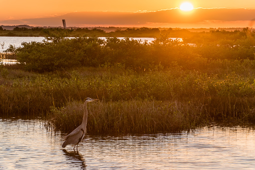 This great blue heron was photographed in Merritt Island Wildlife Refuge (Florida) during a sunset.