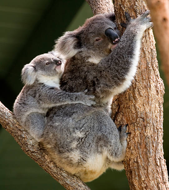 istock Koala mother and baby 93250403