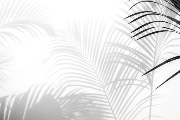 istock abstract background of shadows palm leaves on a white wall. White and Black 932506566