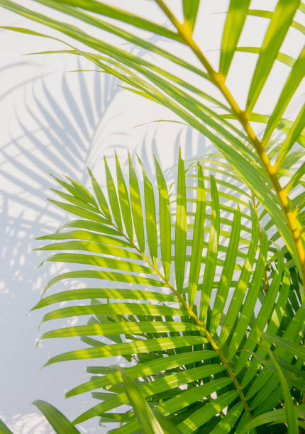 istock green palm leaves and shadows on a white wall background. 932506568