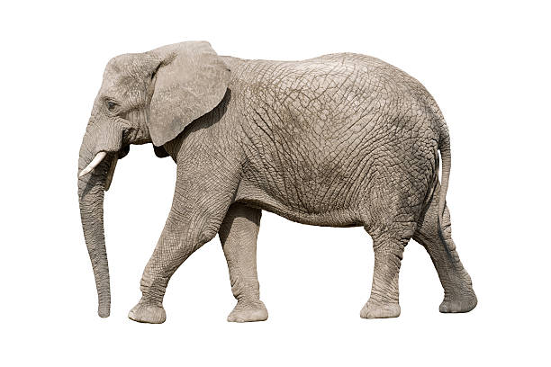 Gray horned African elephant walking African elephant with clipping path african elephant stock pictures, royalty-free photos & images