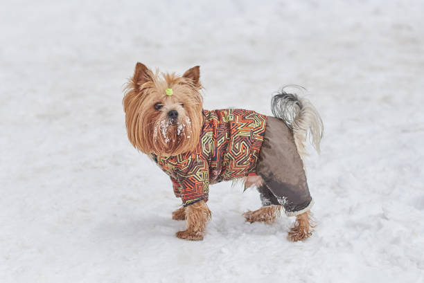 istock Cute dog in a suit in the snow 932507156