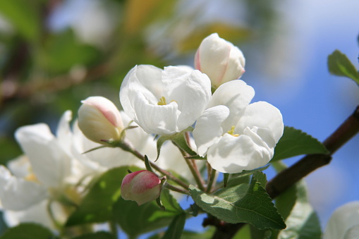 Flowers of an apple-tree