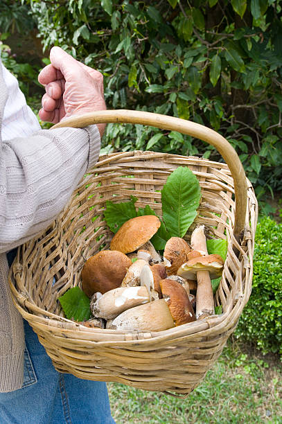 istock To go mushrooming 93251001