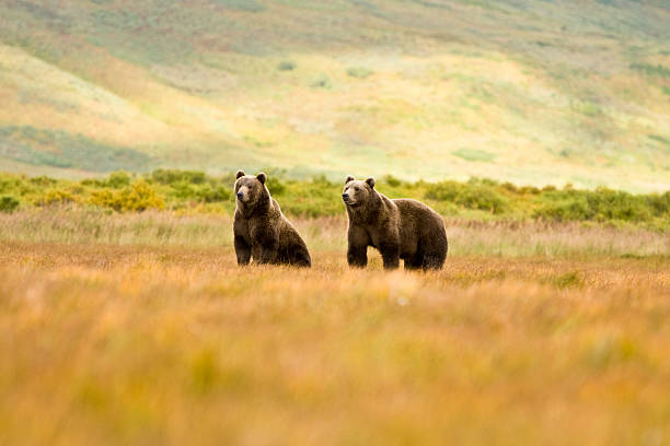 A lone brown bear roams the waters edge, with the vast backdrop of Alaskan mountains, fishing boats, and tranquil waters at Katmai National Park.