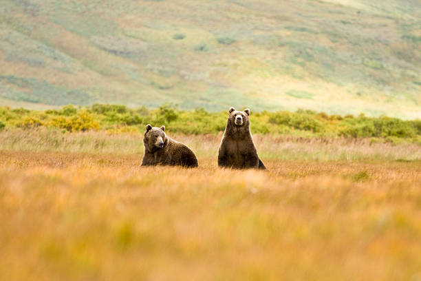 Coastal Brown Grizzly Bears in Alaska  kodiak island photos stock pictures, royalty-free photos & images