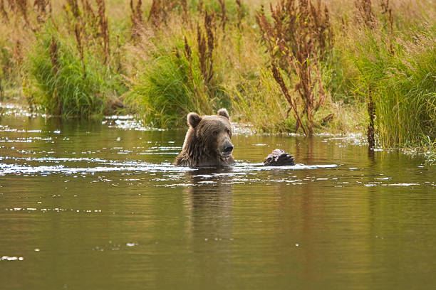 海岸沿いのブラウングリズリーベア食事でアラスカ�州サーモン - bear salmon alaska cub ストックフォトと画像