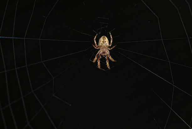 istock Night shot of Orb spider underside view 93251074