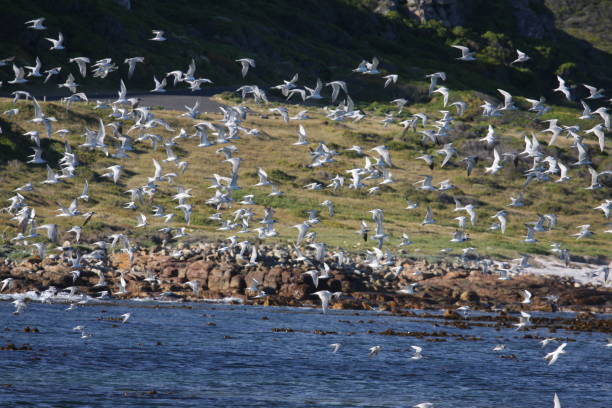 istock Flock Of Birds Flying Over Lake 932511020