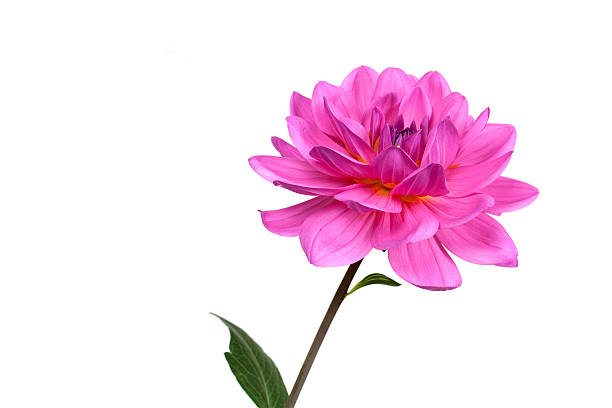 istock Fresh pink dahlia ,close up 93251155
