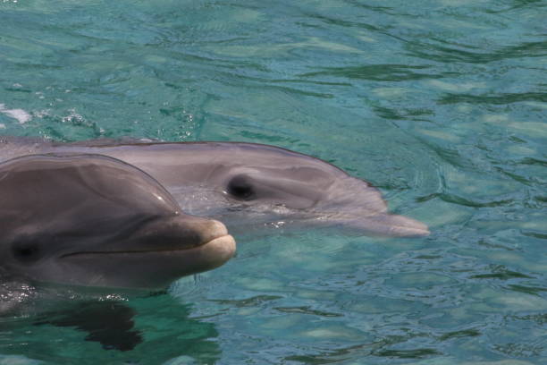 istock Close-Up Of Dolphins In Sea 932512172