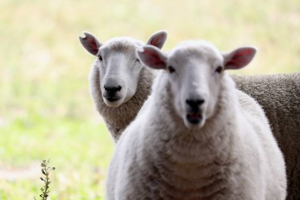 istock Portrait Of Sheep On Field 932512200