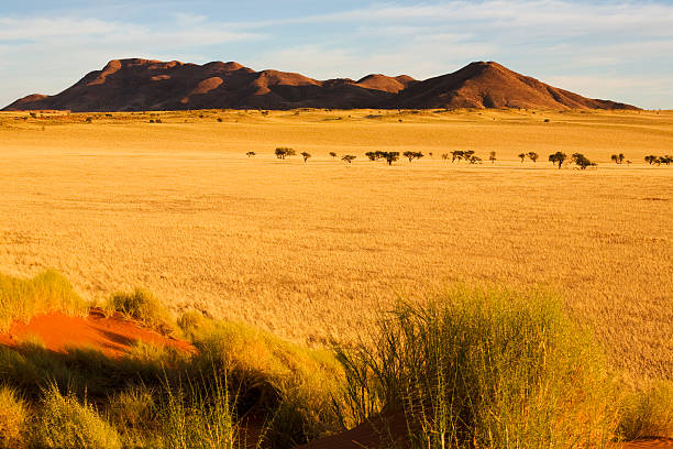 morgenstimmung - savannah africa steppe namibia 뉴스 사진 이미지