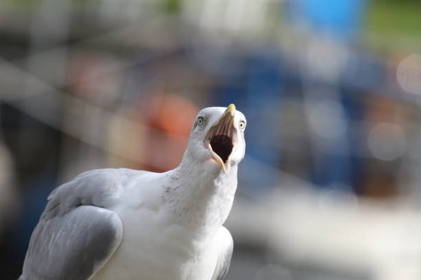 istock Close-Up Of Seagull 932514470