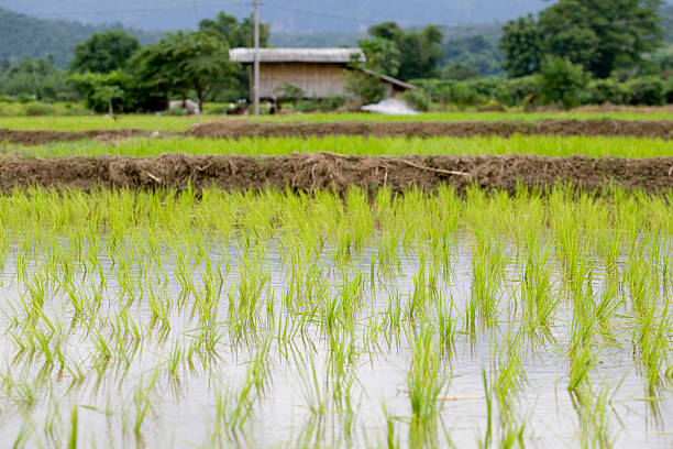 Rice Paddies and Irrigation House stock photo