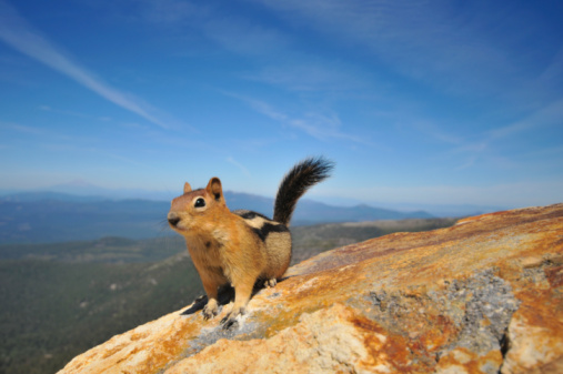 Squirrel on a rock in a sunlit forest in Yosemite.