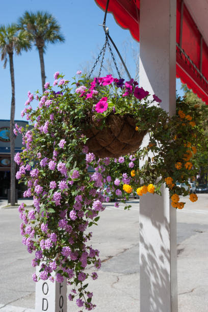 istock Plant hanging in basket 932527370