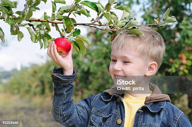 귀여운 남자아이 In 사과나무 과수원 가을에 대한 스톡 사진 및 기타 이미지 - 가을, 건강한 생활방식, 계절