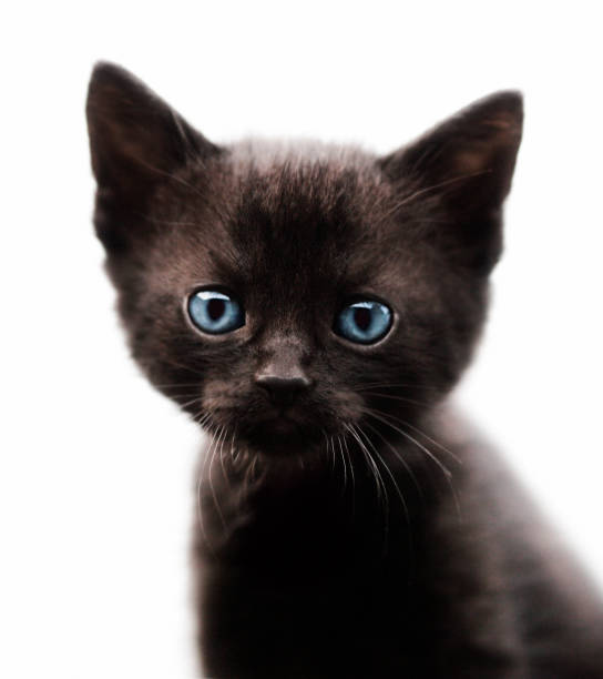 portrait of black kitten on white background
