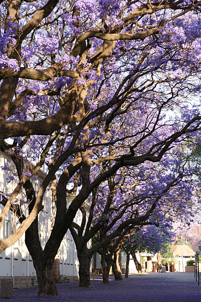 Jacaranda Trees stock photo