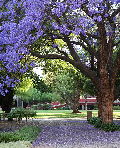 Jacarandas in Bloom stock photo