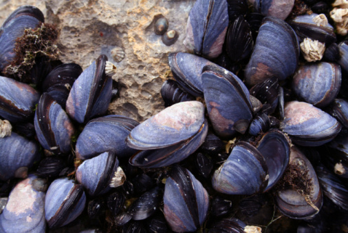 Close up of muscles attached to rocks at Towan Beach, Newquay, Cornwall on a bright sunny June day.