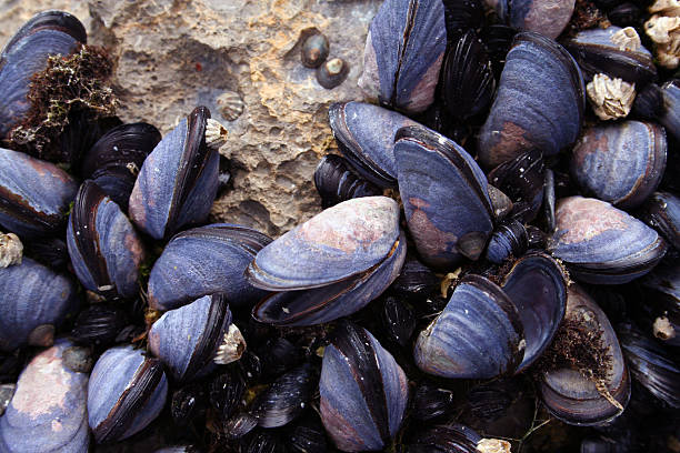 Mussels Closeup  tidal pool stock pictures, royalty-free photos & images