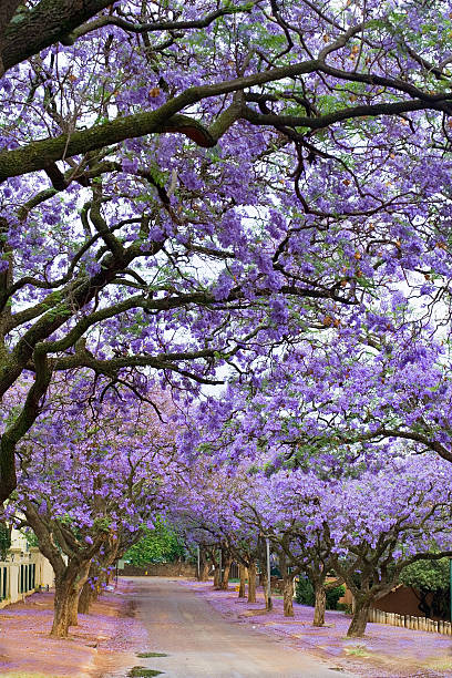 Jacaranda Tree in Full Bloom stock photo